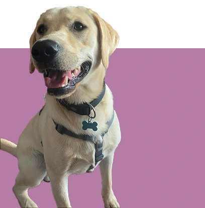 picture of Vinci, the office dog